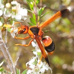 Abispa ephippium (Potter wasp, Mason wasp) at Yarralumla, ACT - Yesterday by Harrisi