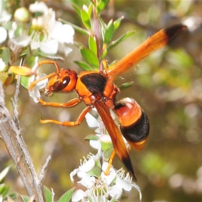 Abispa ephippium (Potter wasp, Mason wasp) at Yarralumla, ACT - Yesterday by Harrisi