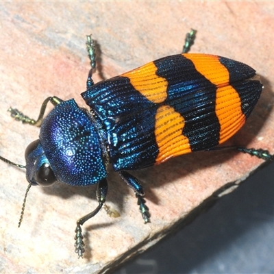 Castiarina klugii (Jewel beetle) at Yarralumla, ACT - Yesterday by Harrisi