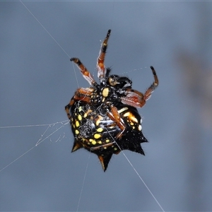 Austracantha minax (Christmas Spider, Jewel Spider) at Parkes, ACT - Yesterday by TimL