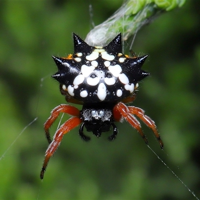Austracantha minax (Christmas Spider, Jewel Spider) at Parkes, ACT - 9 Dec 2025 by TimL