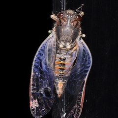 Yoyetta sp. (genus) (Firetail or Ambertail Cicada) at Parkes, ACT - Yesterday by TimL