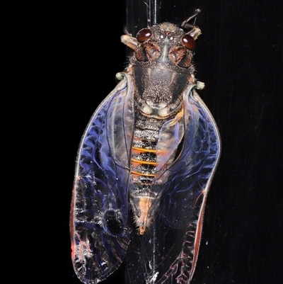 Yoyetta sp. (genus) (Firetail or Ambertail Cicada) at Parkes, ACT - Yesterday by TimL