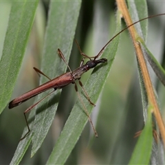 Unverified Longhorn beetle (Cerambycidae) at Canberra, ACT - Yesterday by TimL