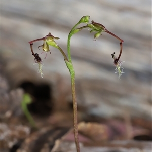Thynninorchis huntianus by Csteele4