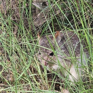 Isoodon obesulus obesulus at Durong, QLD - Yesterday by Chalky1940