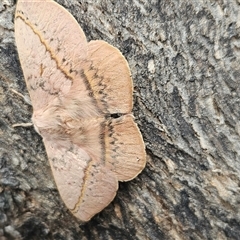 Anthela varia (Hairy Mary) at Googong, NSW - Today by BrianSummers