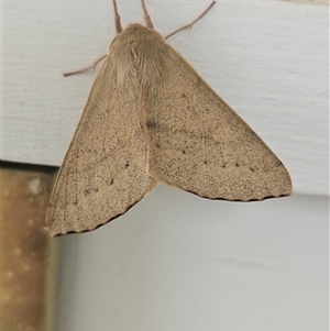 Arhodia lasiocamparia (Pink Arhodia (Oenochrominae)) at Googong, NSW - Today by BrianSummers