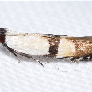 Ardozyga desmatra (A Gelechioid moth) by DianneClarke