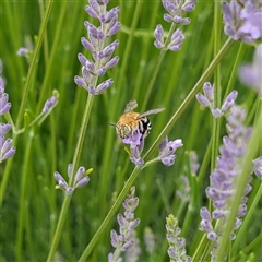 Amegilla sp. (genus) at Acton, ACT - Today by Angus44