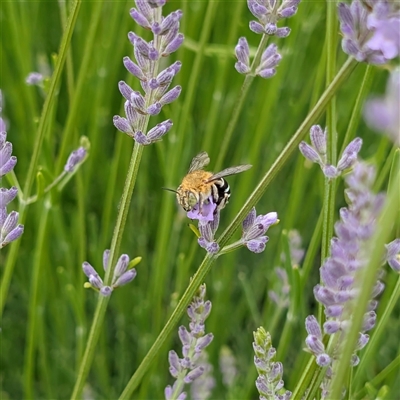 Amegilla sp. (genus) at Acton, ACT - Today by Angus44