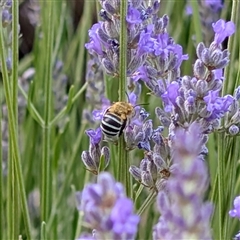 Amegilla sp. (genus) at Acton, ACT - Today by Angus44