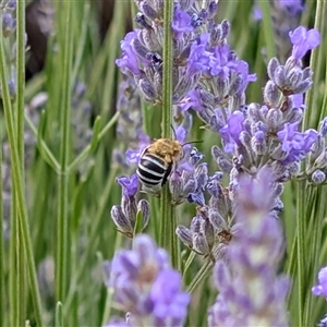 Amegilla sp. (genus) at Acton, ACT - Today by Angus44