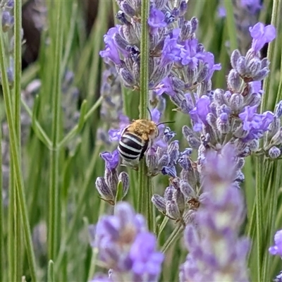 Amegilla sp. (genus) at Acton, ACT - Today by Angus44