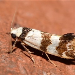 Crepidosceles orthomochla (Wingia group) by DianneClarke