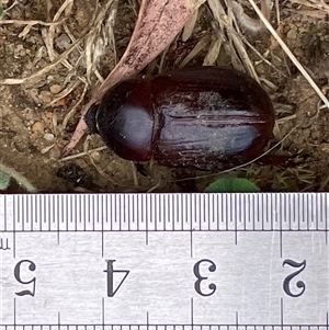 Unverified Scarab beetle (Scarabaeidae) at Canyonleigh, NSW - 5 Dec 2025 by blacksheep