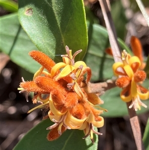 Unverified Other Shrub at Canyonleigh, NSW - 3 Dec 2025 by blacksheep