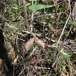 Unverified Other Shrub at Canyonleigh, NSW - 3 Dec 2025 by blacksheep