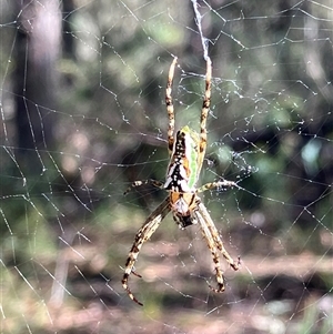 Unverified Other web-building spider at Canyonleigh, NSW - 3 Dec 2025 by blacksheep