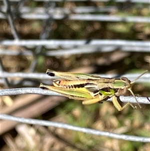 Unverified Grasshopper (several families) at Canyonleigh, NSW - 3 Dec 2025 by blacksheep