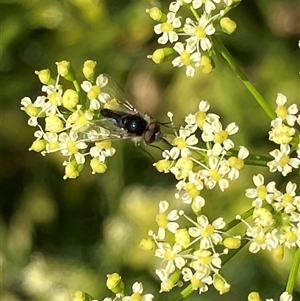 Unverified True fly (Diptera) at Canyonleigh, NSW - 2 Dec 2025 by blacksheep