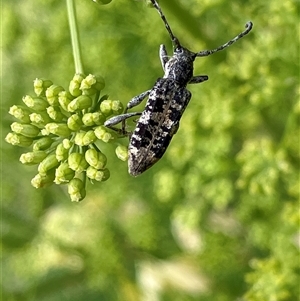 Unverified Beetle (Coleoptera) at Canyonleigh, NSW - 2 Dec 2025 by blacksheep