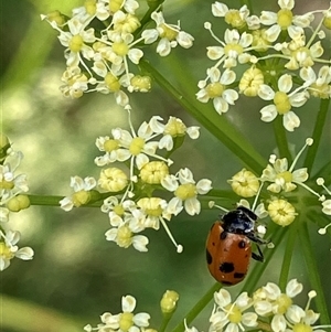 Unverified Lady beetle (Coccinellidae) at Canyonleigh, NSW - 2 Dec 2025 by blacksheep
