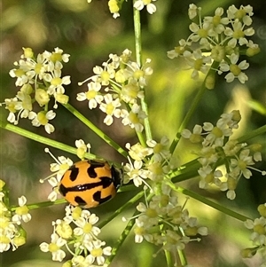 Unverified Lady beetle (Coccinellidae) at Canyonleigh, NSW - 2 Dec 2025 by blacksheep