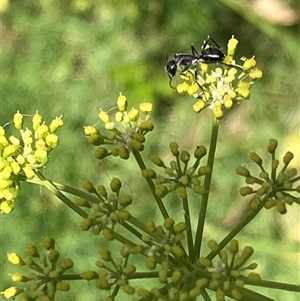 Unverified Ant (Hymenoptera, Formicidae) at Canyonleigh, NSW - 2 Dec 2025 by blacksheep