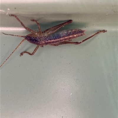 Unverified Grasshopper (several families) at Canyonleigh, NSW - 2 Dec 2025 by blacksheep