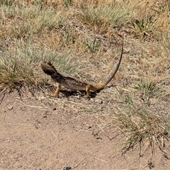 Pogona vitticeps at Duffy, ACT - Today by Seh