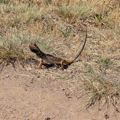Pogona vitticeps at Duffy, ACT - Today by Seh