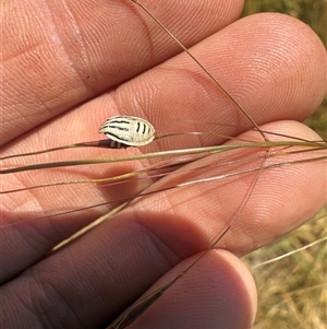 Unverified Beetle (Coleoptera) at Throsby, ACT - Today by leith7