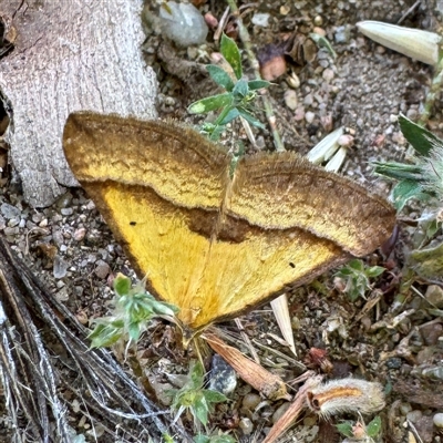 Anachloris subochraria (Golden Grass Carpet (Ennominae)) at Russell, ACT - Today by Hejor1