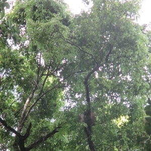 Syzygium luehmannii (Riberry, Small-Leaved Lilly Pilly) at Syndicate, QLD - 9 Dec 2017 by JasonPStewart