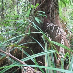 Syzygium luehmannii at Syndicate, QLD - 9 Dec 2017 04:21 PM
