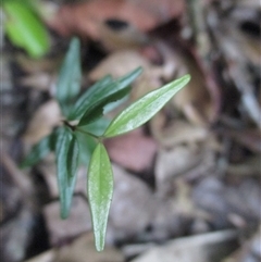 Syzygium luehmannii at Syndicate, QLD - 9 Dec 2017 04:21 PM