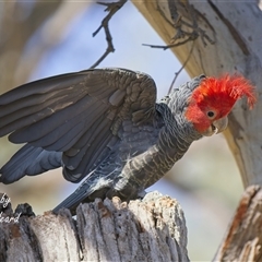 Callocephalon fimbriatum (Gang-gang Cockatoo) at Cook, ACT - 10 Dec 2025 by Rheardy