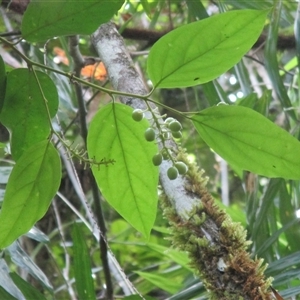 Citronella smythii (northern silky beech) at Syndicate, QLD - 9 Dec 2017 by JasonPStewart