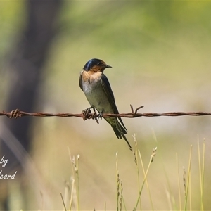 Hirundo neoxena at Aranda, ACT - Today by Rheardy