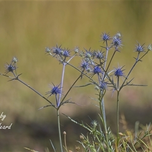Eryngium ovinum at Aranda, ACT - Today by Rheardy