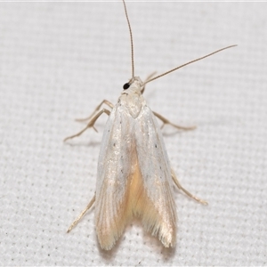 Gelechiidae (family) by DianneClarke