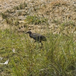 Gallirallus philippensis at Aranda, ACT - Today by Rheardy