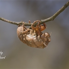 Psaltoda moerens (Redeye cicada) at Macquarie, ACT - Today by Rheardy