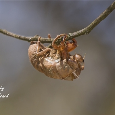 Psaltoda moerens (Redeye cicada) at Macquarie, ACT - Today by Rheardy