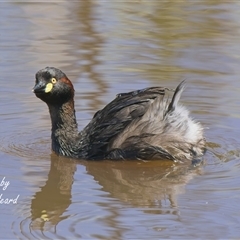 Tachybaptus novaehollandiae (Australasian Grebe) at Aranda, ACT - 10 Dec 2025 by Rheardy