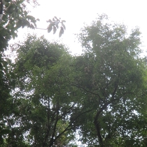 Syzygium luehmannii (Riberry, Small-Leaved Lilly Pilly) at Syndicate, QLD - 6 Oct 2018 by JasonPStewart