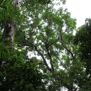 Syzygium luehmannii (Riberry, Small-Leaved Lilly Pilly) at Syndicate, QLD - 25 Aug 2022 by JasonPStewart