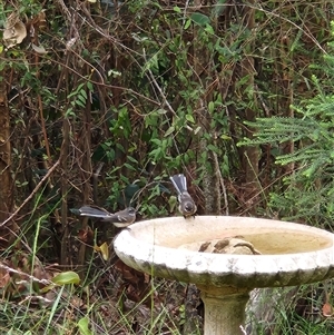 Rhipidura albiscapa at Killabakh, NSW - Today by Purschy