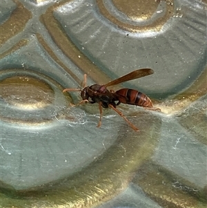 Polistes (Polistella) humilis at Theodore, ACT - Today by Cardy
